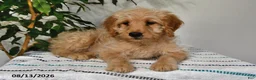 Goldendoodle dogs for sale: Snickers - Ad 3
