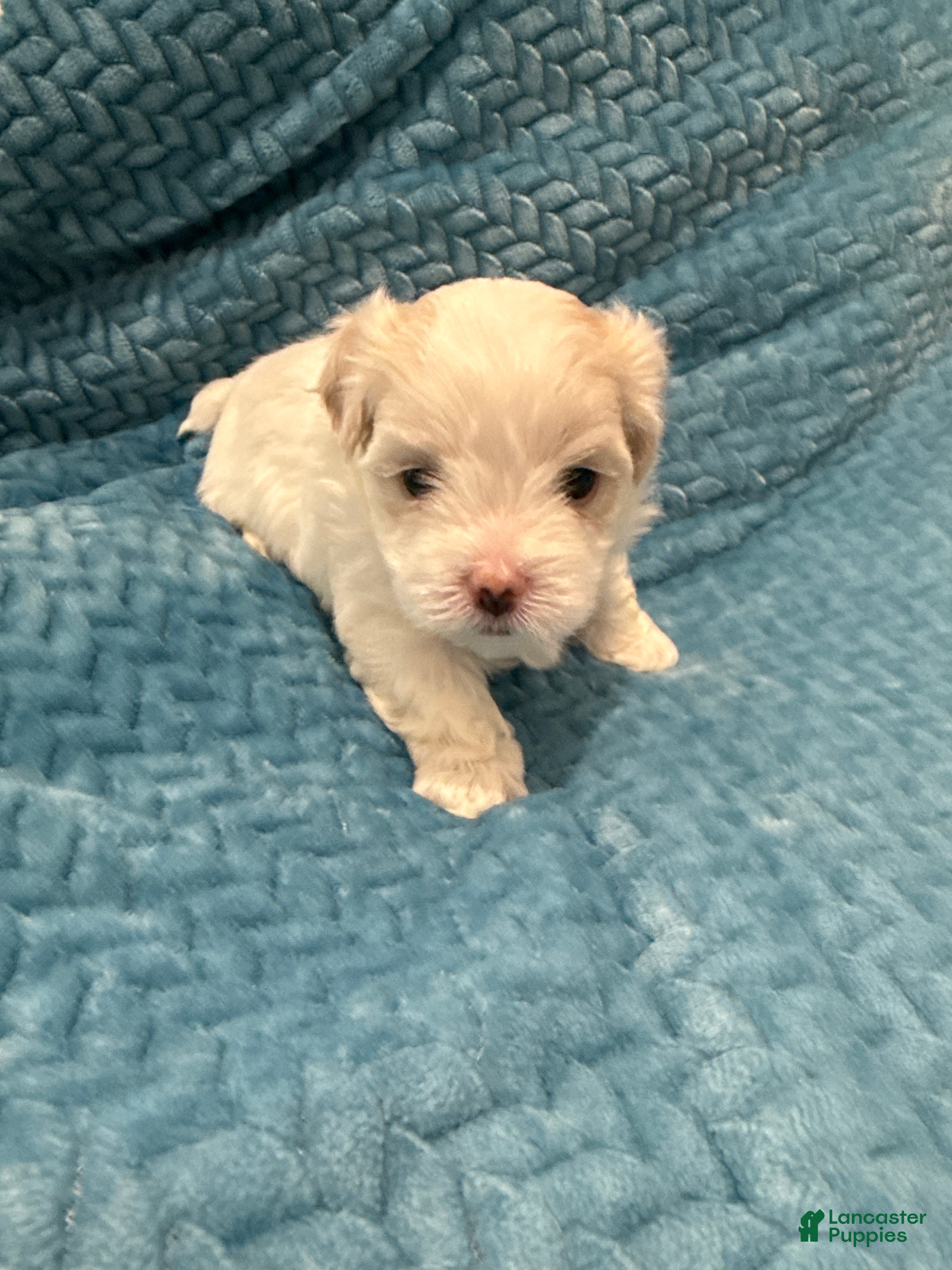 Maltese dogs Cherry - Ad 1