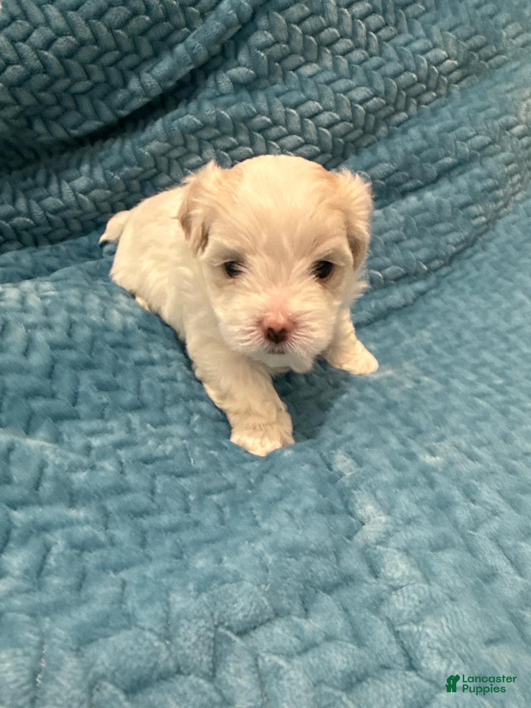 Maltese dogs for sale: Cherry - Ad 1