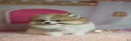 Pomeranian dogs for sale: Pomeranian 3 - Ad 8