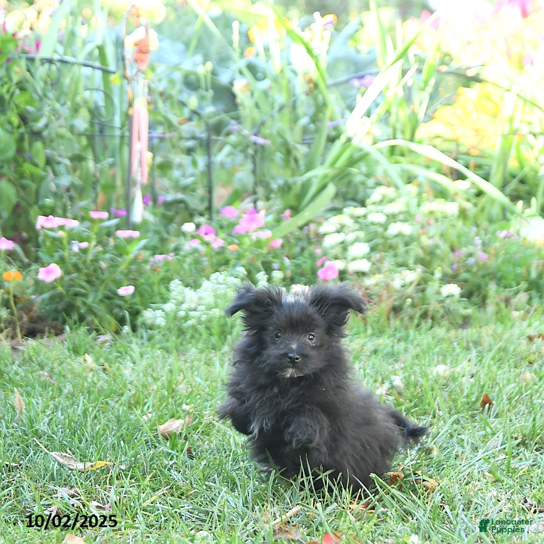 Pomapoo dogs for sale: Banjo - Ad 9
