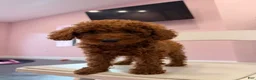 Mixed Breed dogs for sale: Chosen  - Ad 9