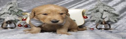Golden Retriever dogs for sale: Frosty  - Ad 4