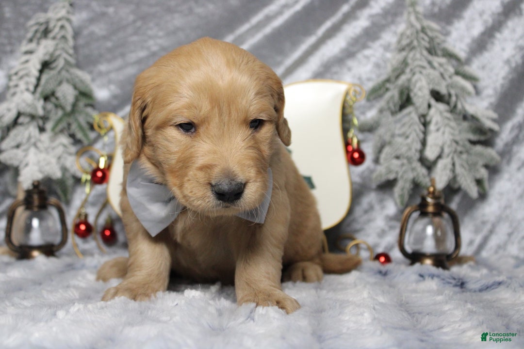 Golden Retriever dogs for sale: Frosty  - Ad 4