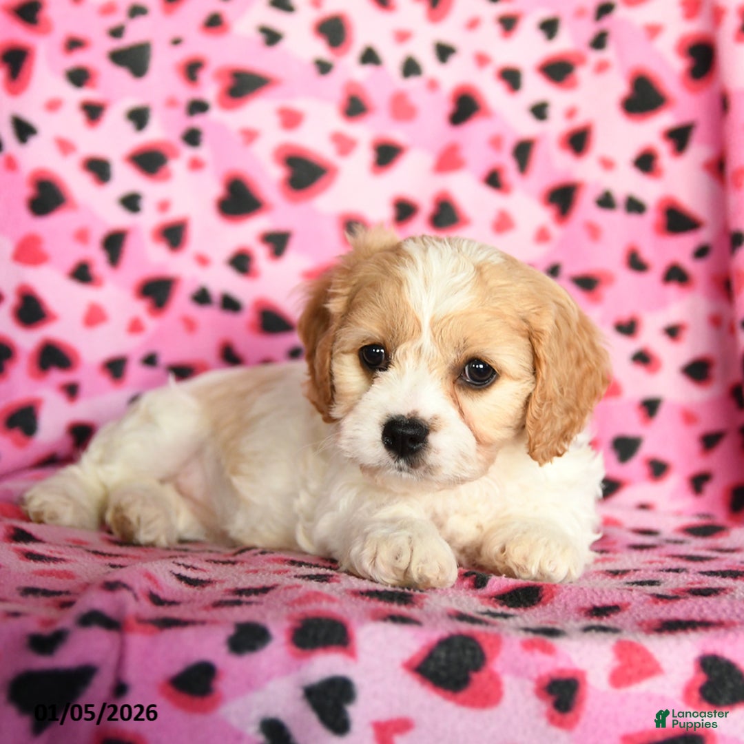 Cavachon dogs for sale: Belle - Ad 3
