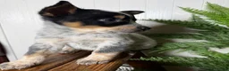 Australian Cattle Dog dogs for sale: Australian Cattle Dog Puppy 4 - Ad 5