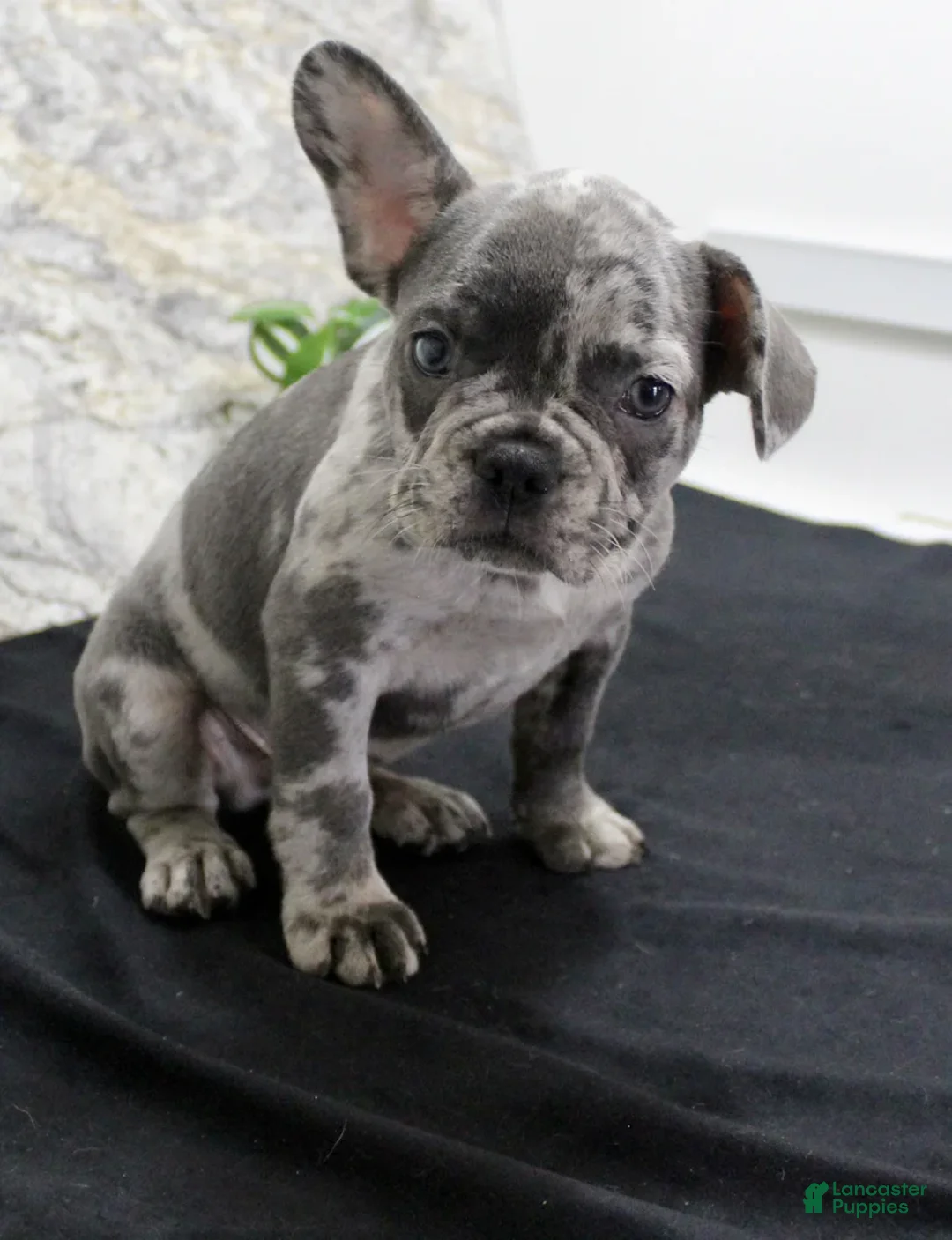 French Bulldog dogs for sale: Sawyer - Ad 5