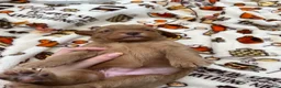 Labradoodle dogs for sale: Pumpkin - Ad 4