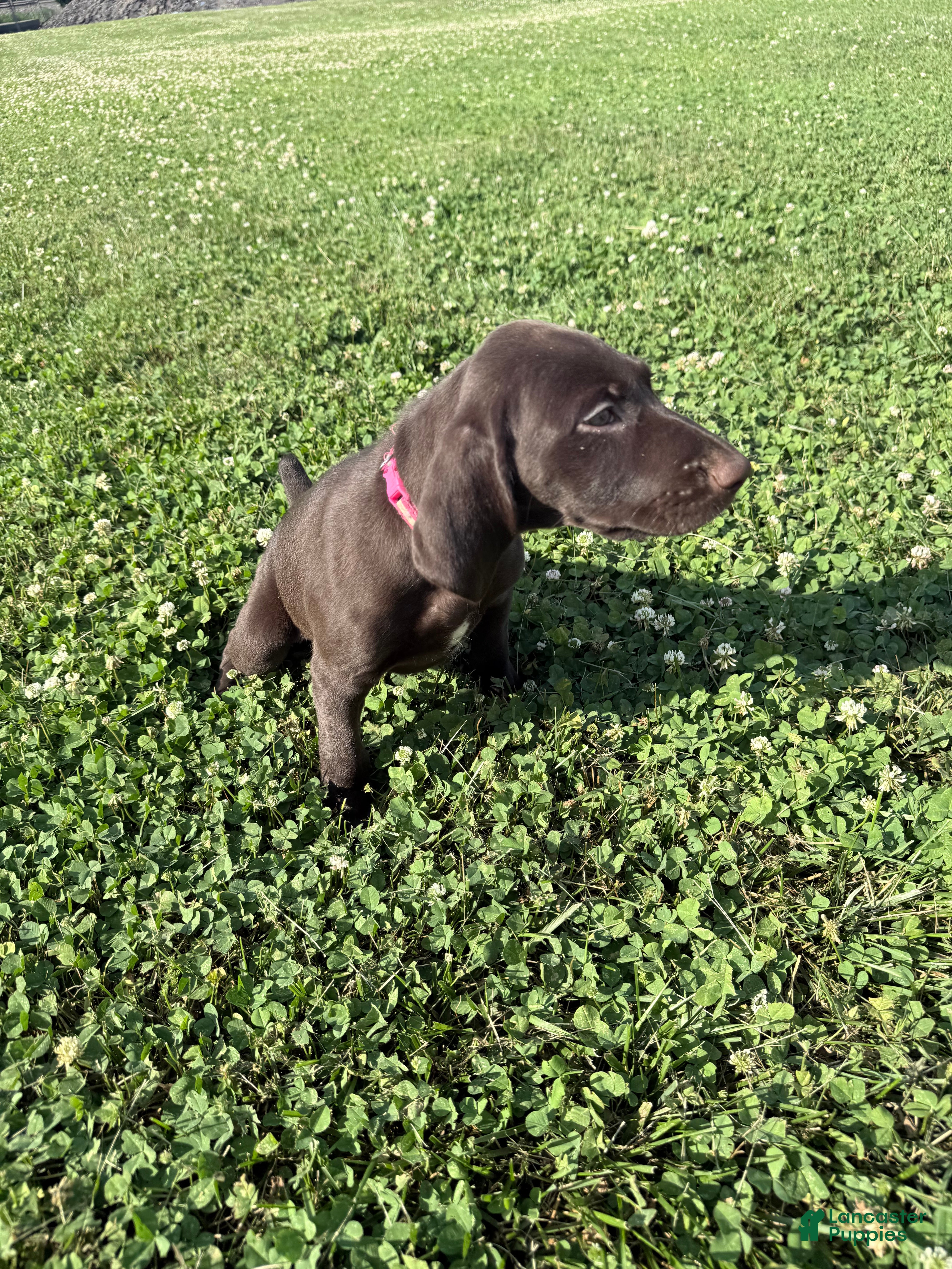 German Shorthaired Pointer dogs Piper - Ad 40