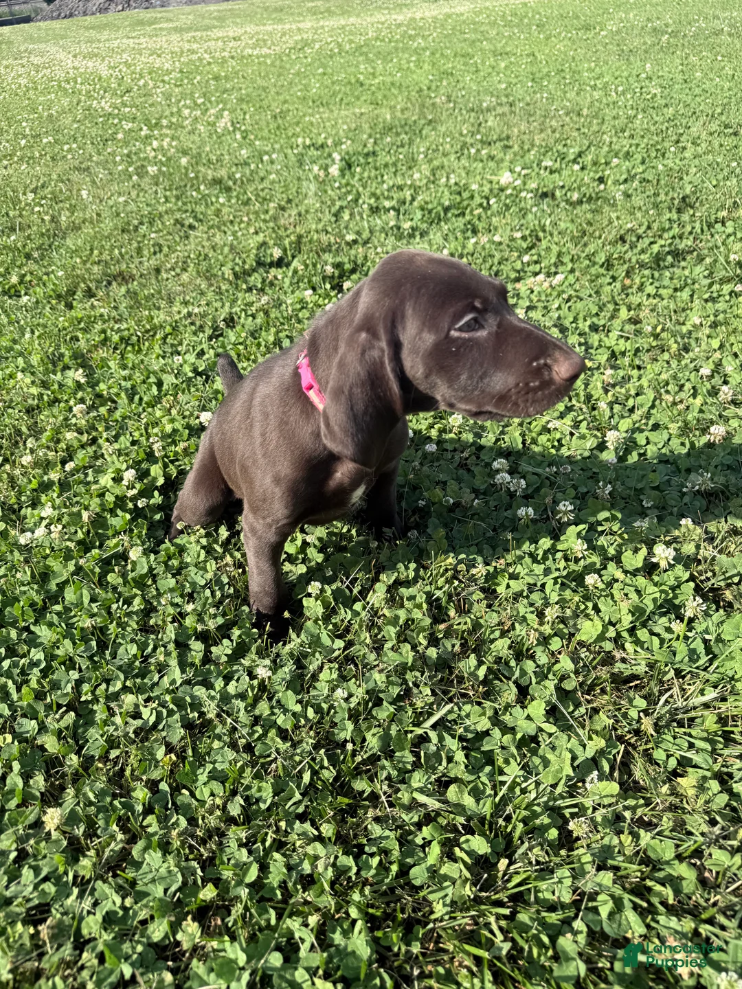 German Shorthaired Pointer dogs for sale: Piper - Ad 1