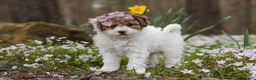 Bichpoo dogs for sale: Sandy - Ad 6