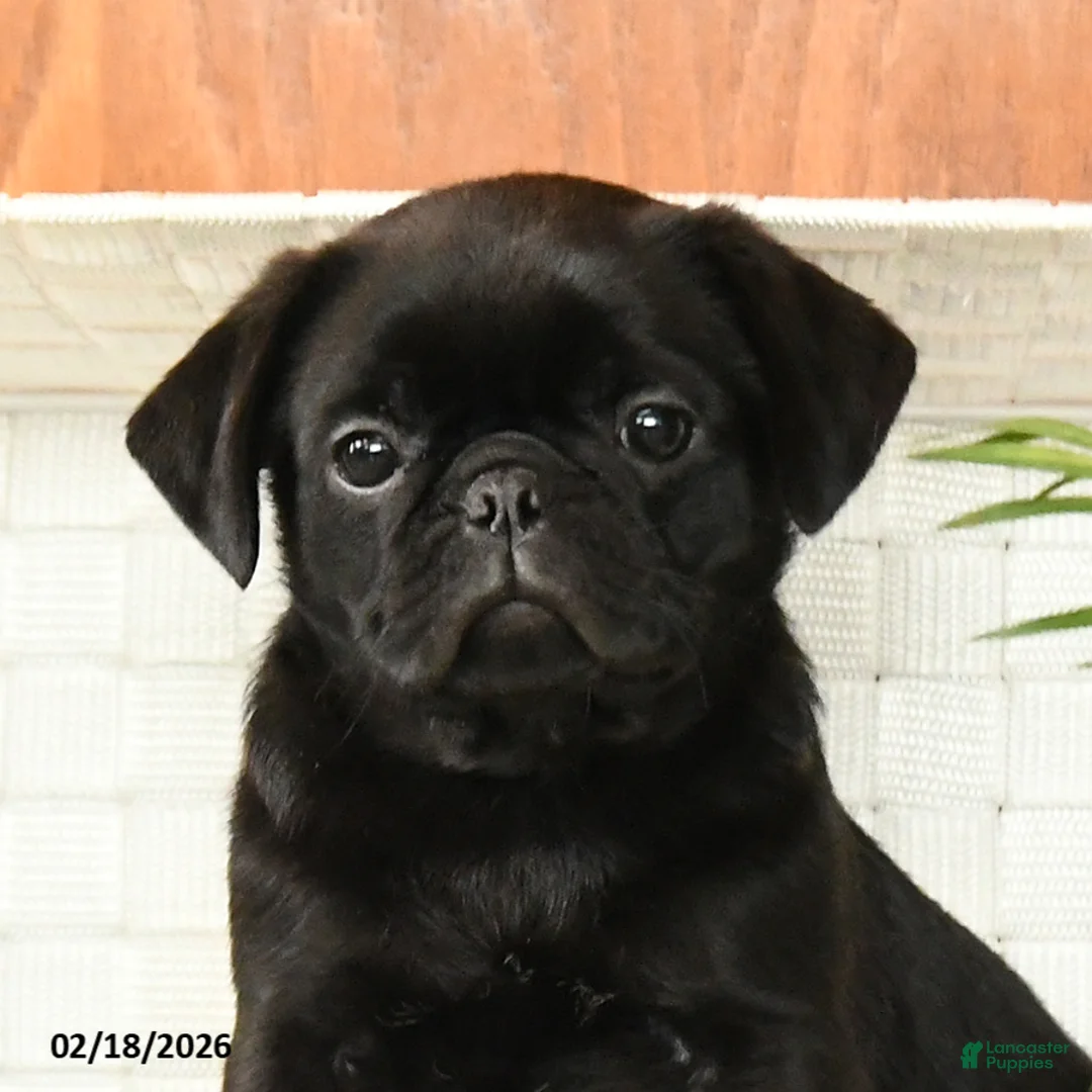 Pug dogs for sale: Frank - Ad 3