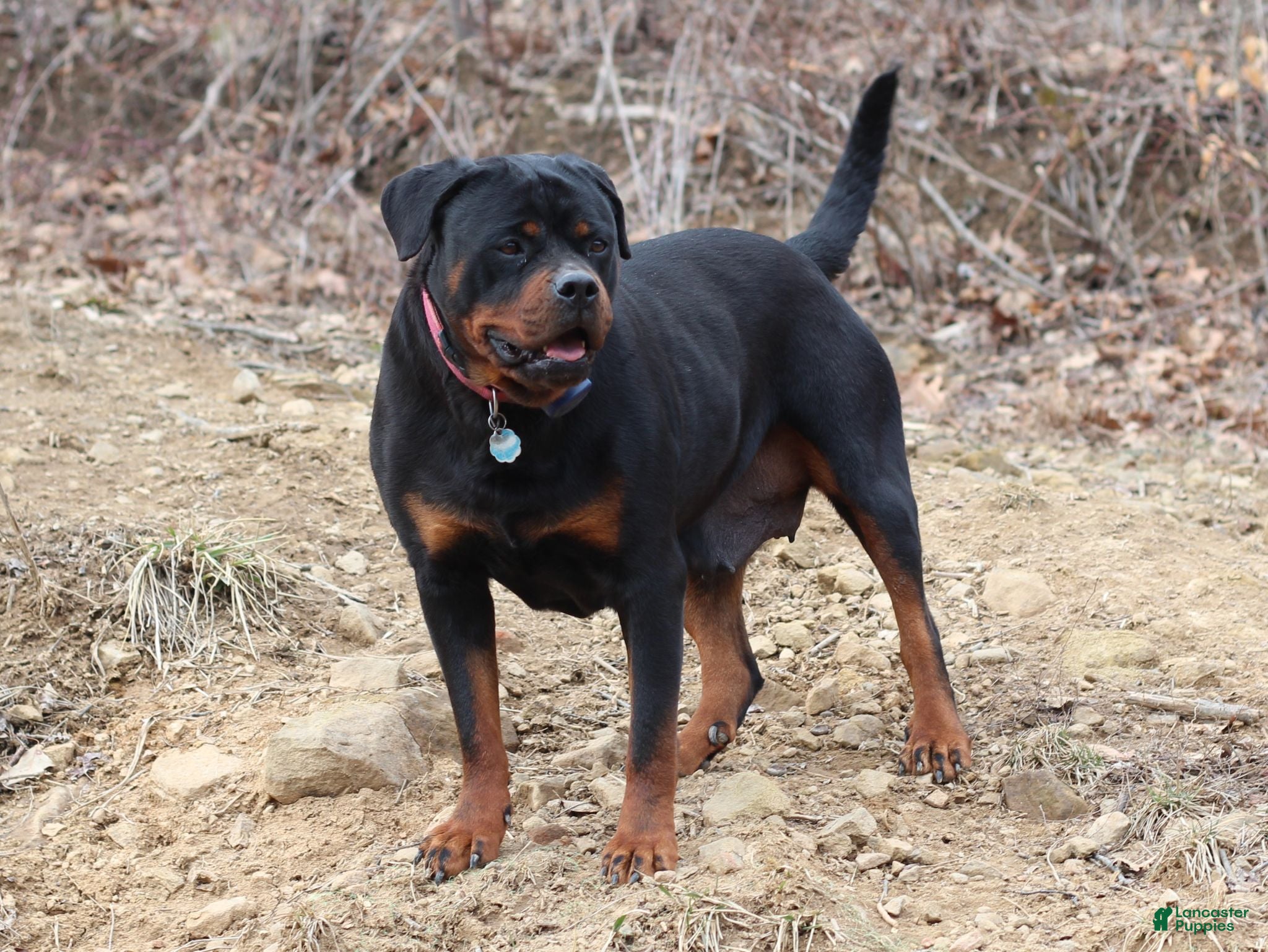 Rottweiler dogs Kobe - Ad 2