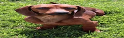 Miniature Dachshund dogs for sale: Snoopy - Ad 6