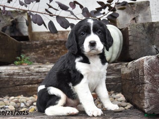 English Springer Spaniel dogs - Ad 3