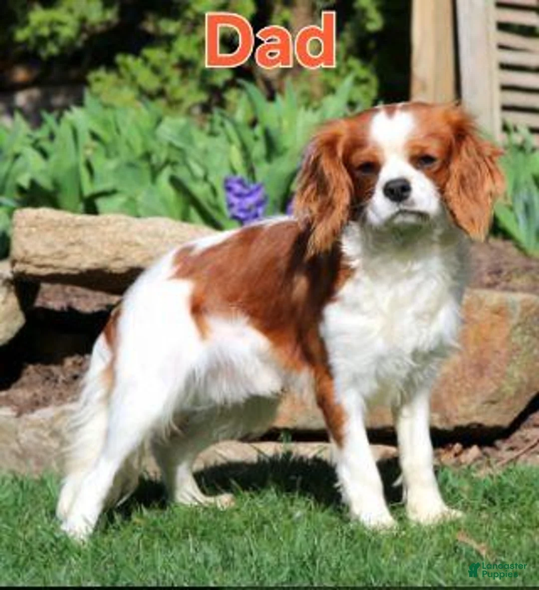 Cavapoo dogs for sale: Romeo - Ad 5