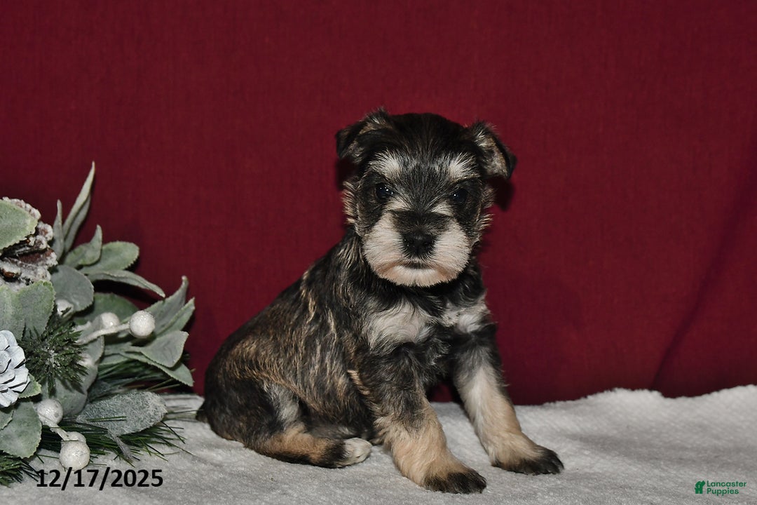 Miniature Schnauzer dogs for sale: Sugar - Ad 1