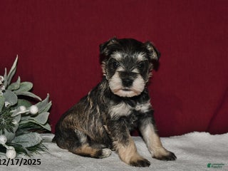 Miniature Schnauzer dogs Sugar - Ad 13