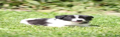 Taco