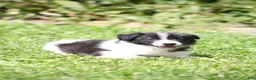Border Collie dogs for sale: Taco - Ad 1