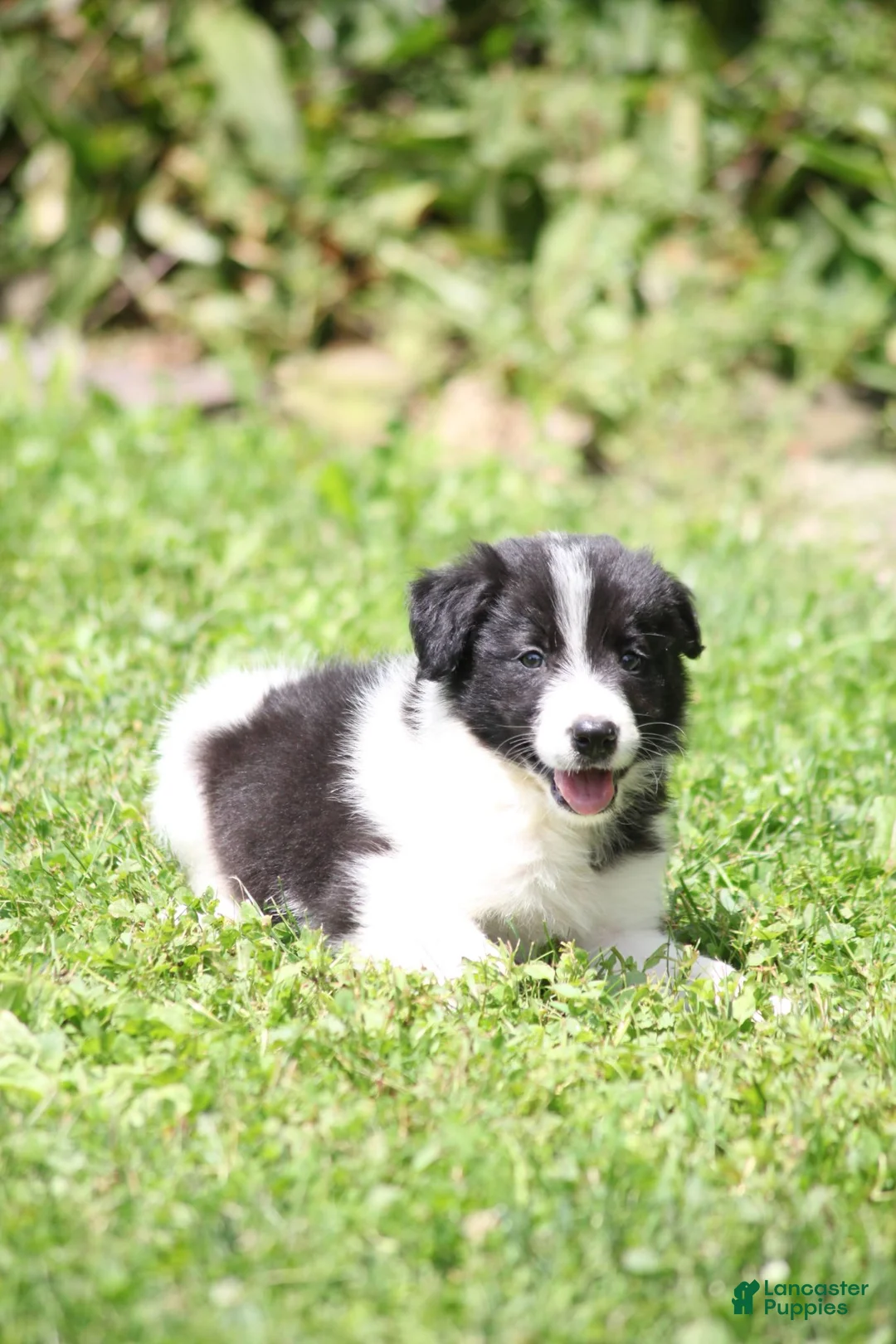 Border Collie dogs for sale: Taco - Ad 1