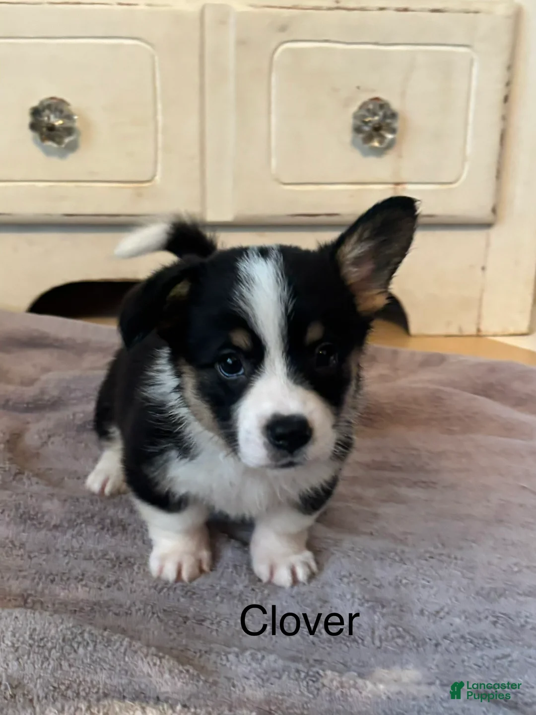 American Corgi dogs for sale: Clover - Ad 1