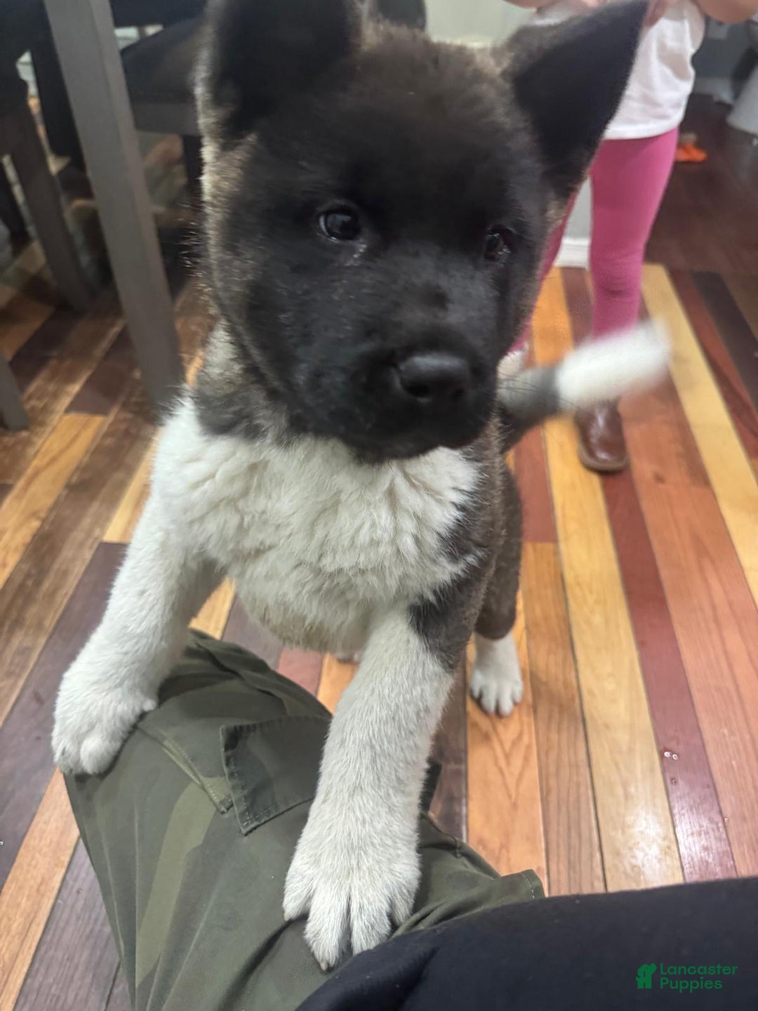 Akita dogs for sale: Akita Puppy 1 - Ad 2