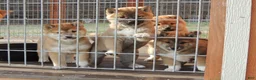 Shiba Inu dogs for sale: DAKOTA - Ad 12