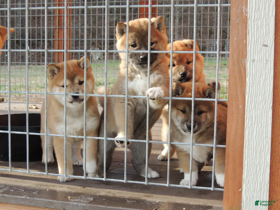 Shiba Inu dogs for sale: DAKOTA - Ad 12