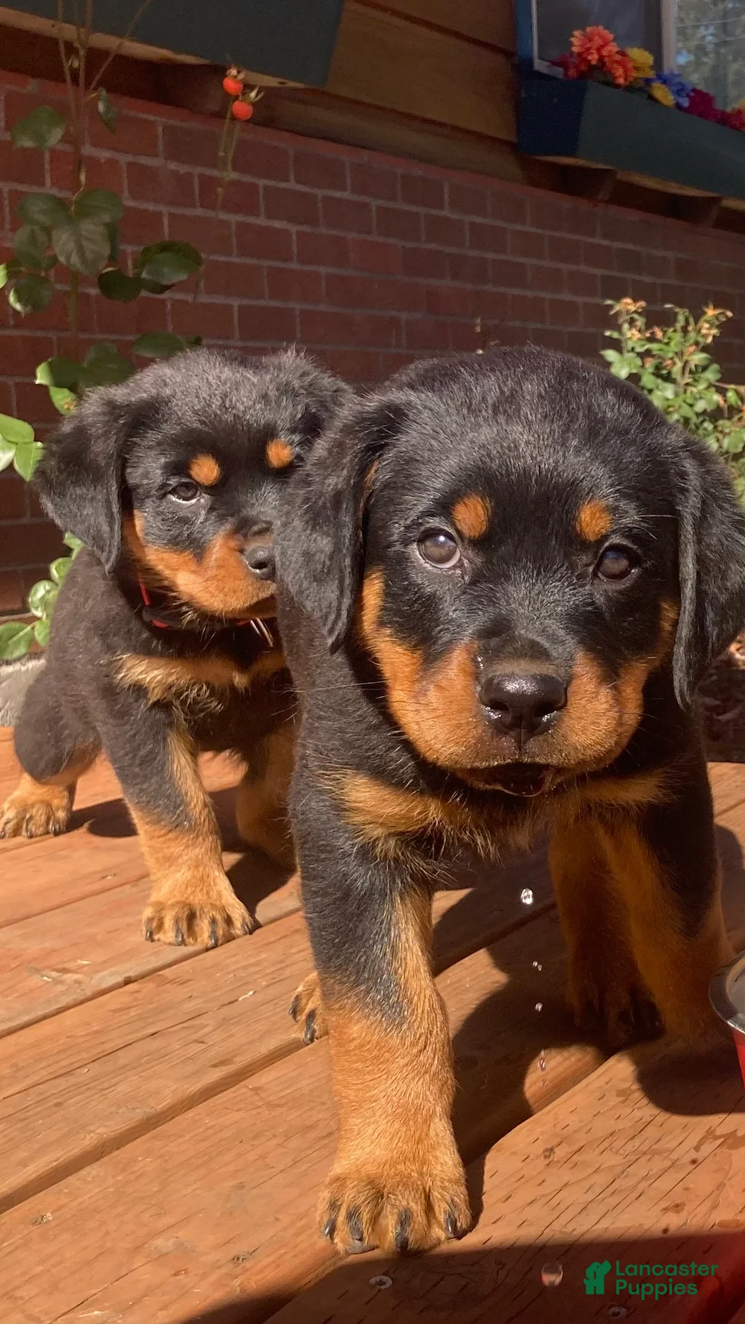 Rottweiler dogs for sale: Napoleon - Ad 1