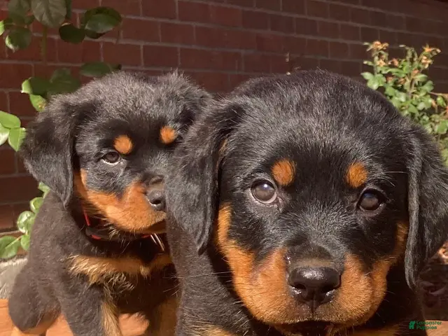Rottweiler dogs Napoleon - Ad 1