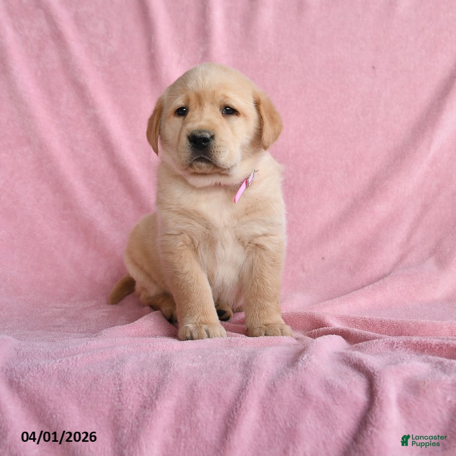 Labrador Retriever dogs Irene - Ad 1