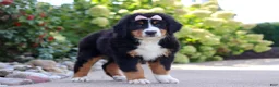 Bernese Mountain Dog dogs for sale: Maggie - Ad 5
