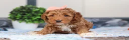 Mini Goldendoodle dogs for sale: Nellie - Ad 3