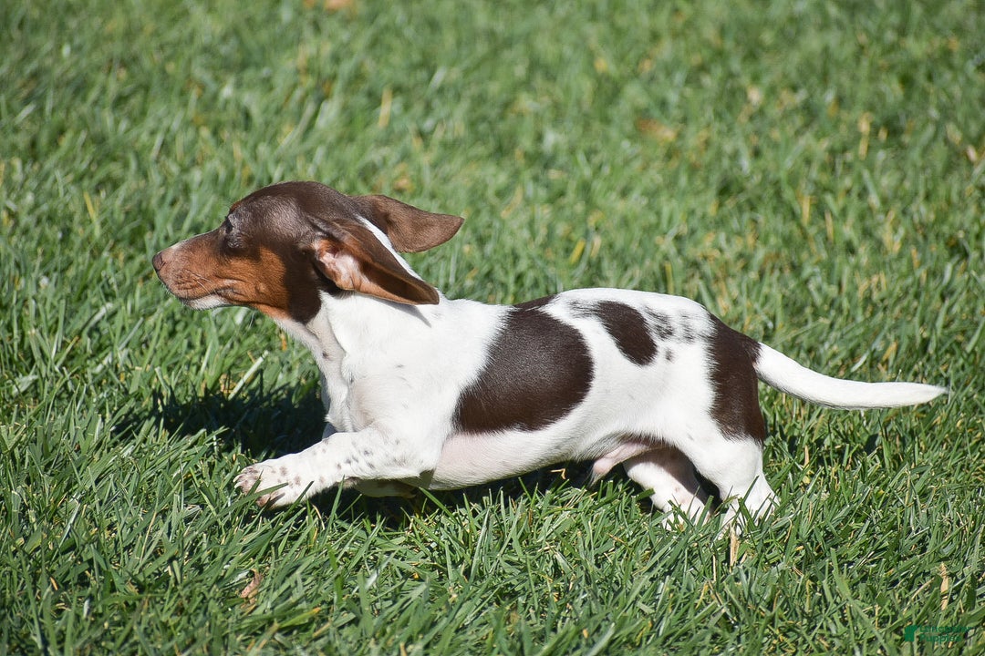 Dachshund dogs for sale: Bandit - Ad 6