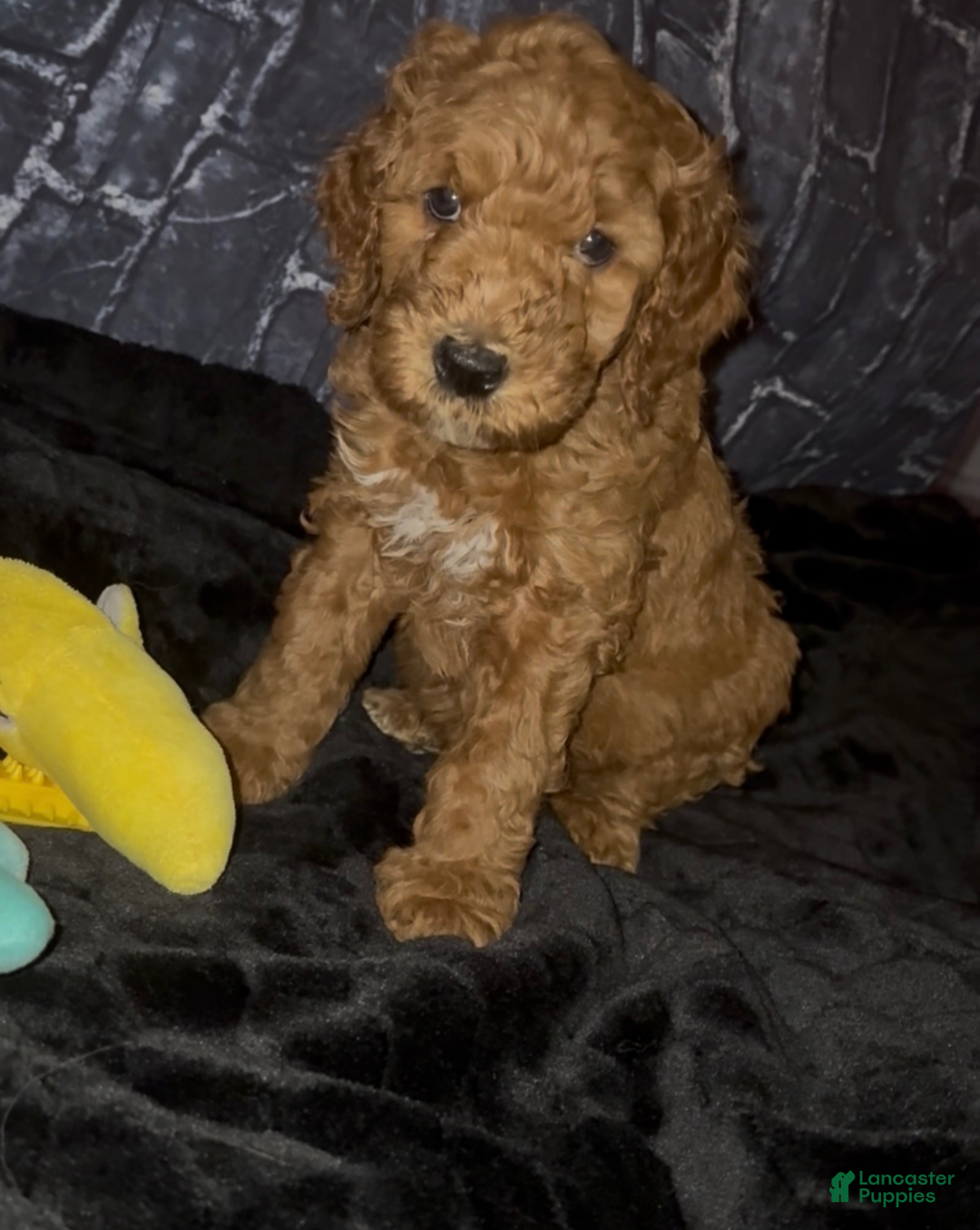 Goldendoodle dogs Shadow - Ad 2