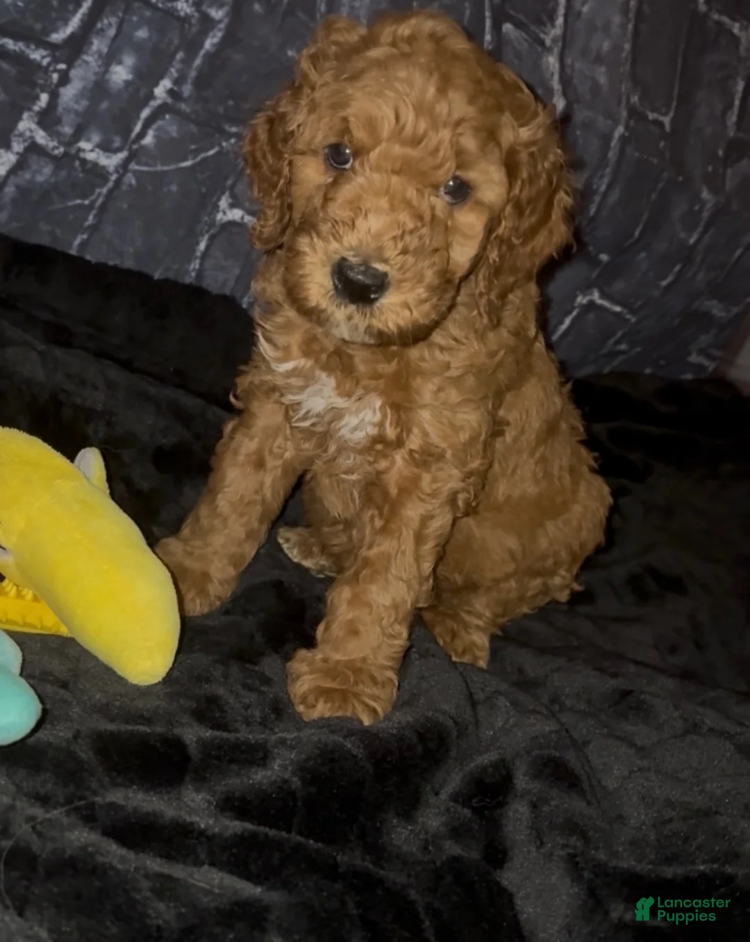 Goldendoodle dogs for sale: Shadow - Ad 2