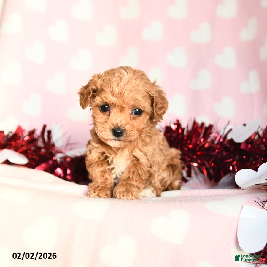 Toy Poodle dogs Lily - Ad 7