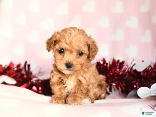 Toy Poodle dogs Lily - Ad 7
