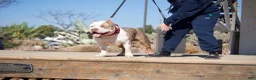American Bully dogs for sale: Saint - Ad 4