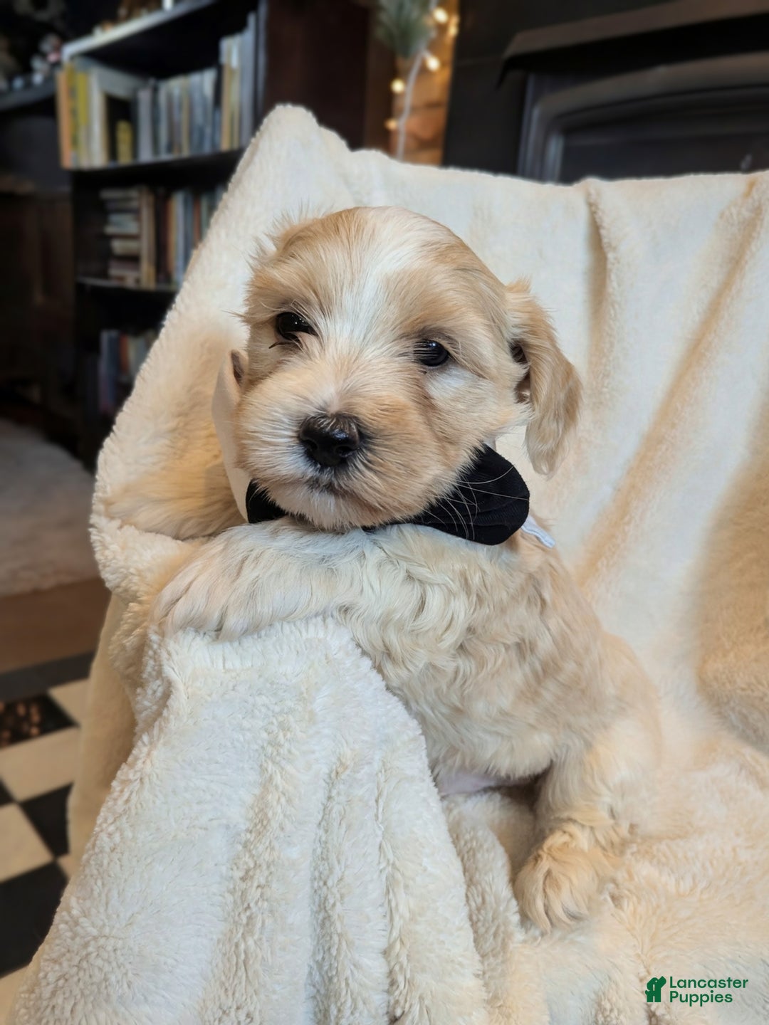 Mixed Breed dogs for sale: Rocket - Ad 1