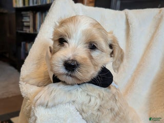 Mixed Breed dogs Rocket - Ad 7