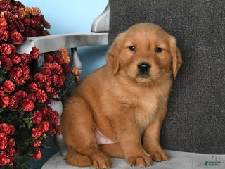 Golden Retriever dogs - Ad 40