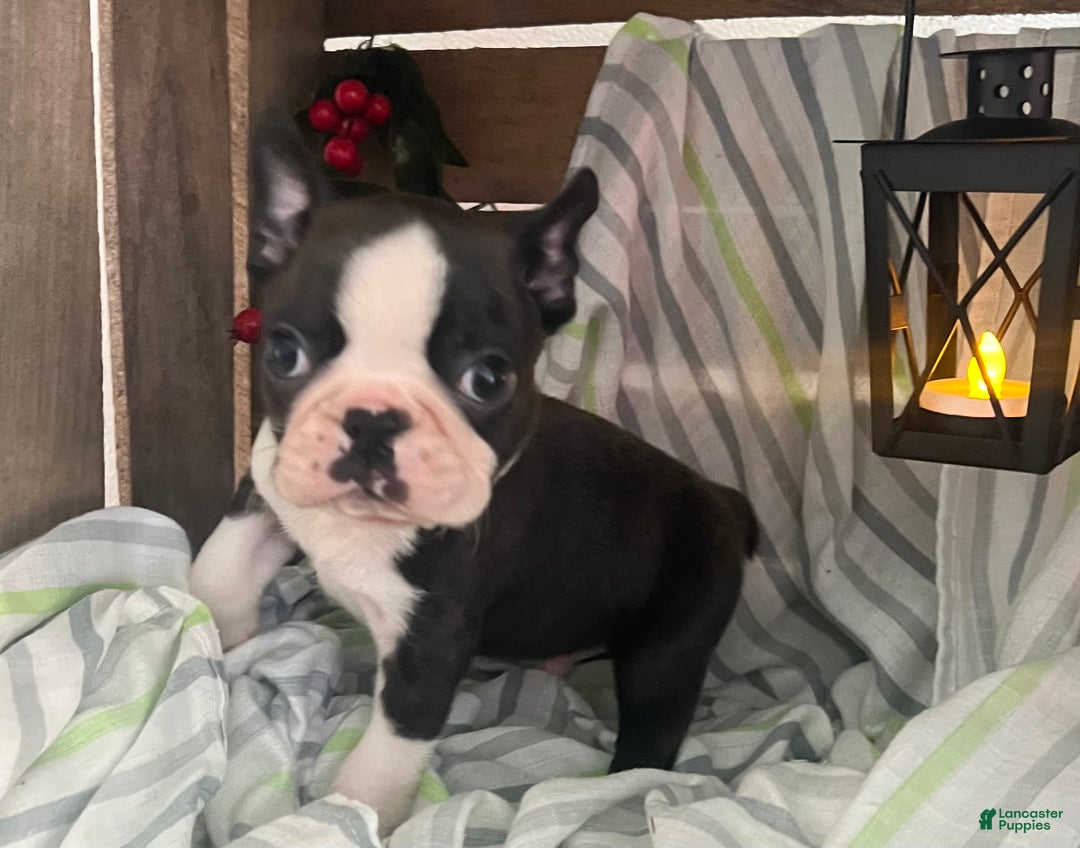 Boston Terrier dogs for sale: Joey  - Ad 1