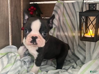 Boston Terrier dogs Joey - Ad 2