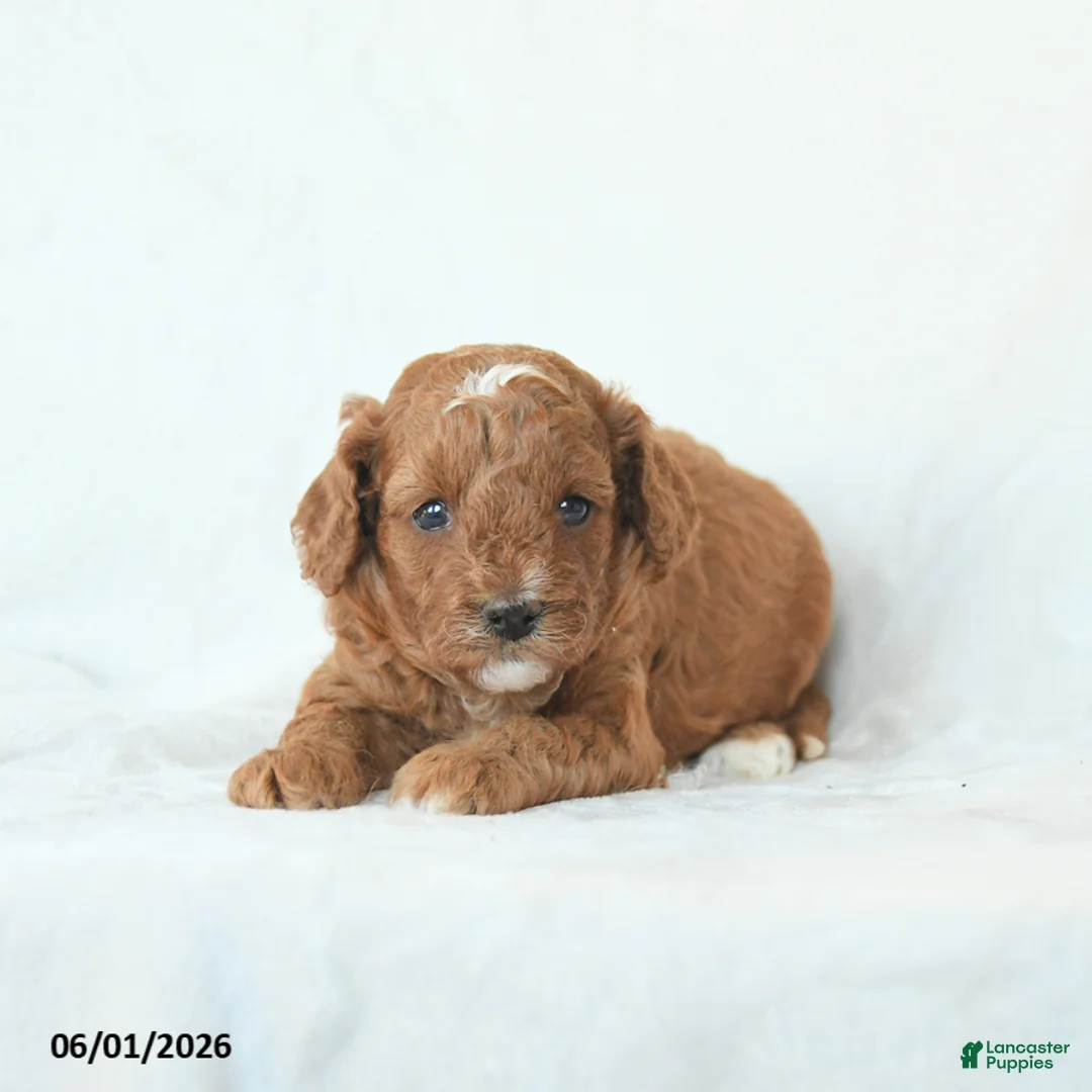 Cavapoo dogs for sale: Harper - Ad 1