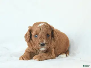 Cavapoo dogs for sale: Harper - Ad 1