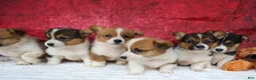 Welsh Corgi Pembroke dogs for sale: Audrey🦴  - Ad 19
