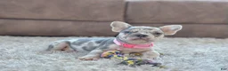 French Bulldog dogs for sale: Petal video ad - Ad 5