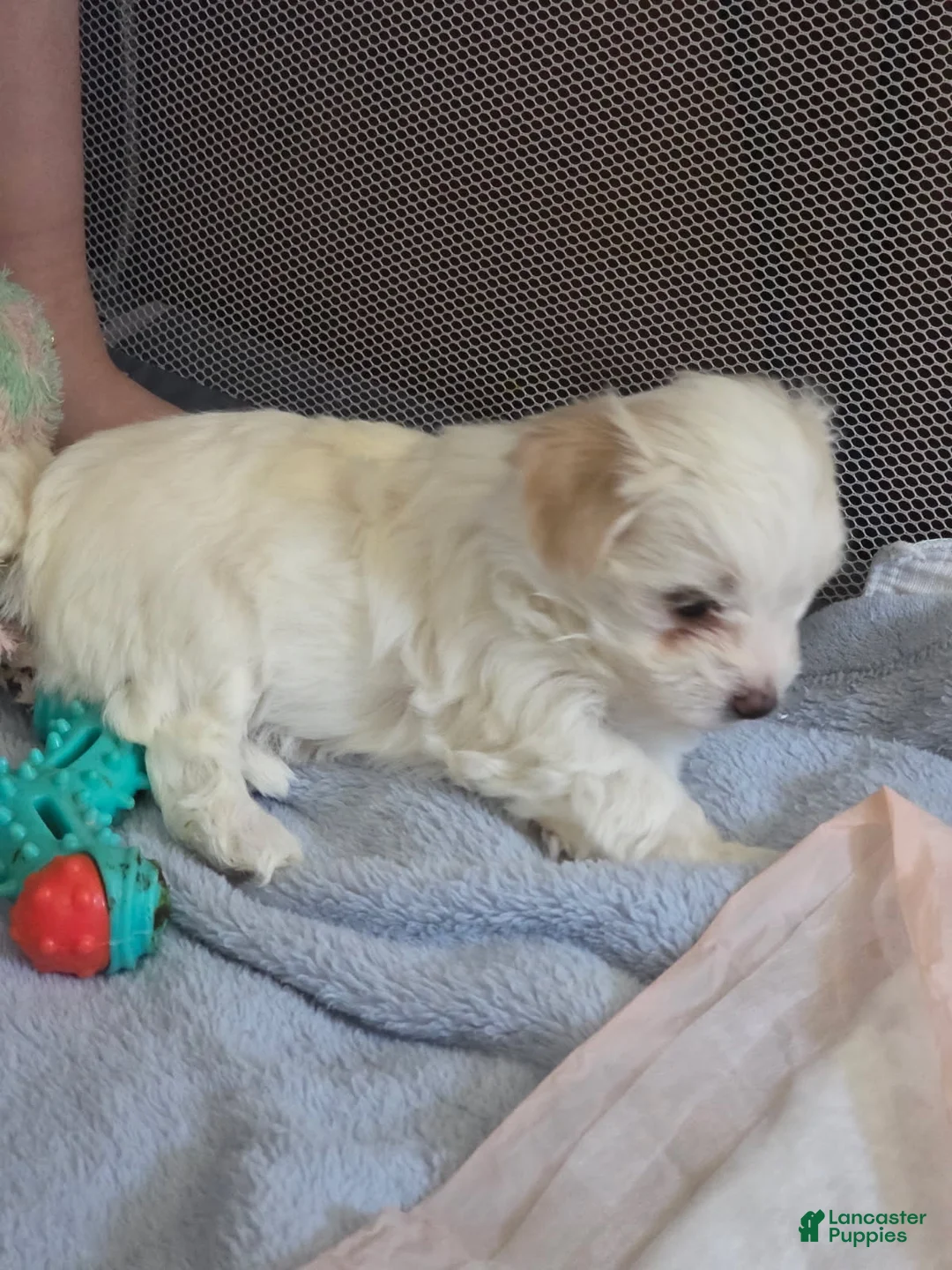 Morkie dogs for sale: Honey - Ad 4